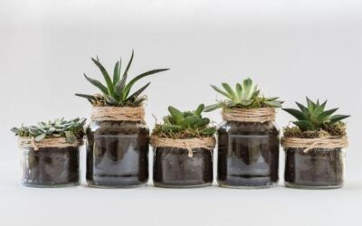 Crucial Tips To Take Care Of Your Houseplants
